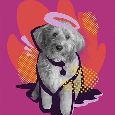 Luna the dog